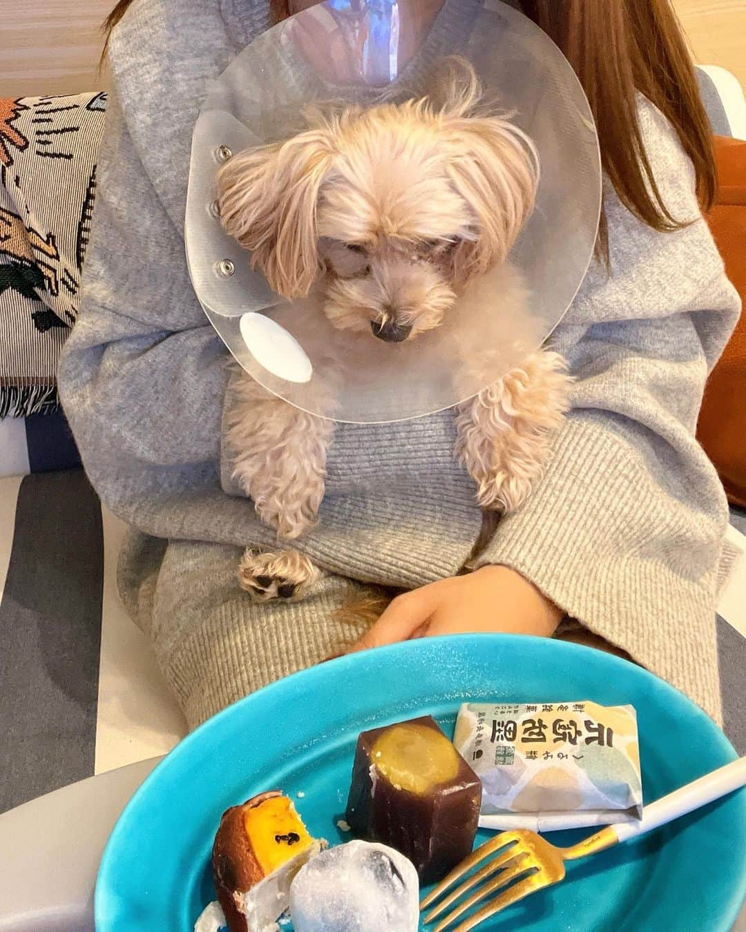 ほたるさんのインスタグラム写真 - (ほたるInstagram)「・ ・ ロアさんとのまったりティータイム🐶☕️ ご近所に @hakatanagasakiya.takatori が出来たので行ってきたよ🚶‍♀️高取店は11/4にopenしたばかり📌  藤崎側の西新商店街は久しぶりにきたので大学時代を思い出して懐かしい気持ちになった💭(西南生は講義終わりにぜひ🤍)  ひとつひとつが手作りの和菓子たち。 繊細な和菓子たちは見る分にも楽しい。  どれにしよ〜と選んでたらひとりで食べるくせに 気付いたら10個ほど買ってたよ。笑  大好きな大福は季節のフルーツで今回はシャインマスカットでした〜 全部全部、優しい味でとっても美味しくいただきました🙏🏻✨  お土産にもおすすめです🤲🏻ぜひ🤍  #博多ながさき屋 #博多ながさき屋高取店  #博多長崎屋 #和菓子 #PR #ロアちゃん元気です🐶」11月19日 21時35分 - hotarutaru21