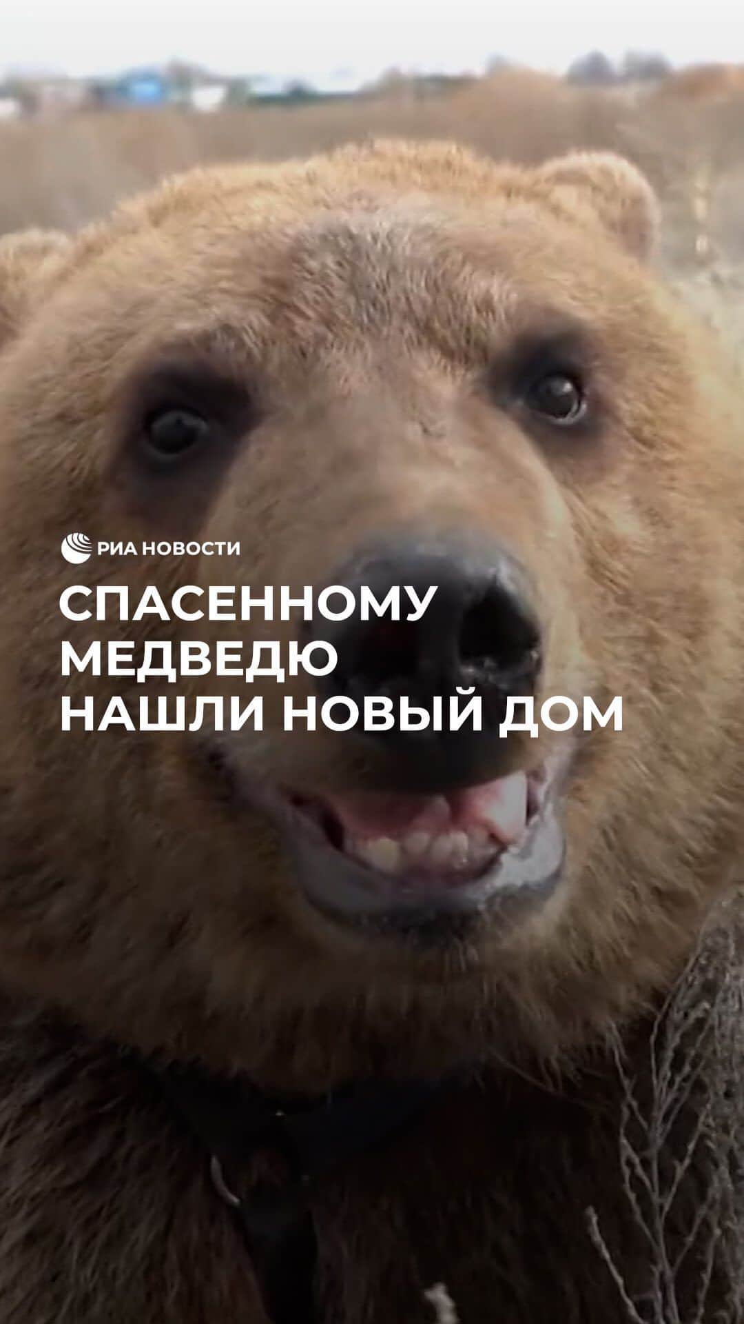 RIAノーボスチのインスタグラム：「Медведь Саня, которого около 20 лет держали в тесной клетке на турбазе, привыкает к новому просторному вольеру. Совсем недавно косолапого спасли из заточения волонтеры волгоградского зооцентра @dino_zoocentr. Саню каждый день выгуливают на природе, а для зимней спячки ему подготовили специальный домик-берлогу.」
