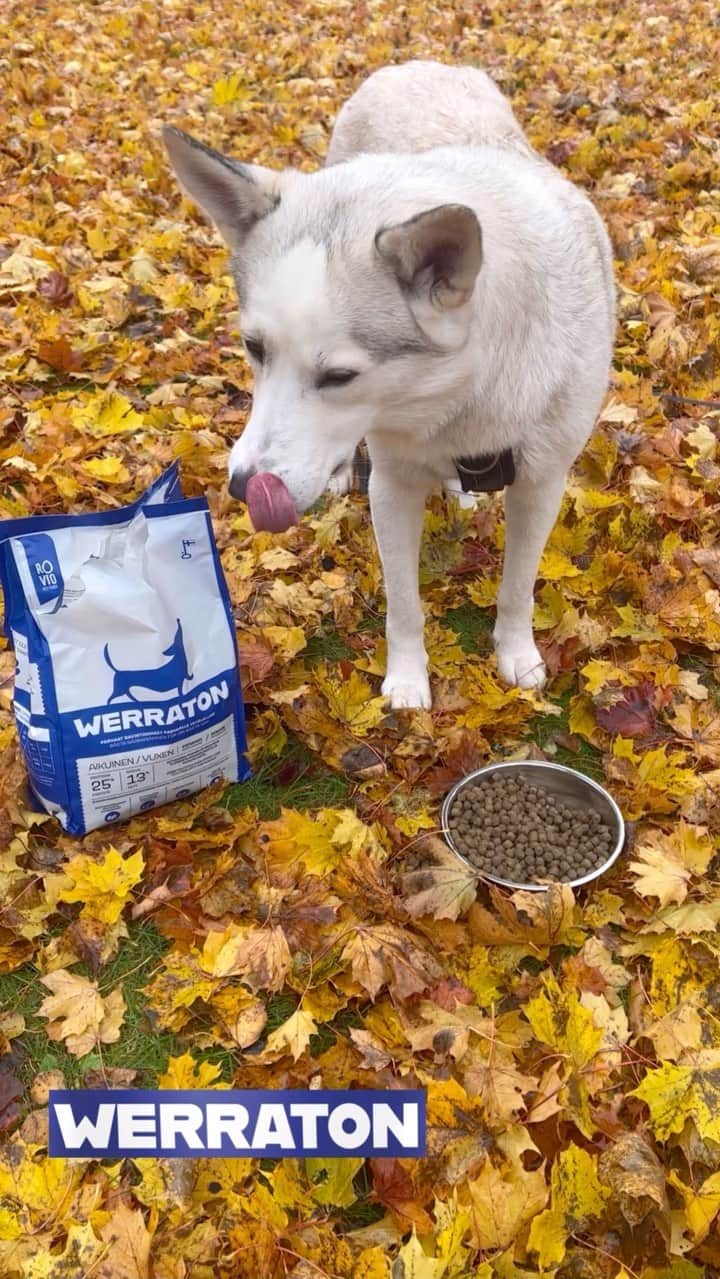キーラ・コルピのインスタグラム：「Muistutuksena koiraihmisille että löydät laadukkaat WERRATON-koiranruoat ihan tavallisista kaupoista 🐾🤗  Kaupallisessa yhteistyössä @roviopetfoods kanssa, joka täytti juuri kolme vuotta! 🥳🇫🇮🥳  #werratonkoiranruoka #roviopetfoods #kotimainenkoiranruoka」
