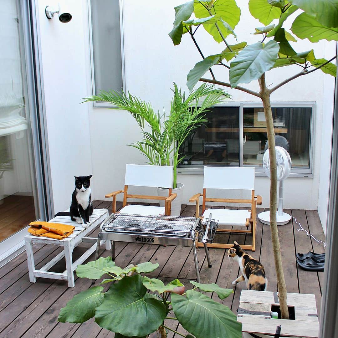 RoomClipJPさんのインスタグラム写真 - (RoomClipJPInstagram)「この部屋が素敵だなと思ったら「🪴」(植物)とコメントしてください！ 中庭のある平屋にお住まいのKaneyukiさん✨ 窓から入るたくさんの光とお部屋の植物から自然のエネルギーをもらい、人も猫ちゃんたちも快適に過ごせそうですね！ ---------------------------------------  Photo: Kaneyuki RoomNo.  309835   --------------------------------------  ぜひ「RoomClipムービー」のハッシュタグで 皆様の素敵なお部屋を撮影した動画を投稿してください🏠   --------------------------------------  この部屋のインテリアはRoomClipのアプリから ご覧いただけます。  アプリはプロフィール欄から ▶︎ @roomclipjp  ------------------------------------  600万枚以上集まる中から リアルな部屋のインテリア写真を毎日発信！  ------------------------------------  #ねこのいる暮らし#ネコのいる暮らし#猫のいるくらし#ねこのいるくらし#猫との生活#猫との暮らし#猫と暮らす家#猫の居る暮らし#グリーンのあるインテリア#植物のある暮らし#観葉植物のある暮らし#観葉植物がある暮らし #植物がある暮らし#グリーンのある暮らし#インテリアコーディネート#好きなものに囲まれた暮らし#部屋づくり#リビングインテリア#リビングルーム#こだわりの家#雑貨好き#インテリア好き￼#おしゃれなインテリア#キッチンインテリア#インテリア好きと繋がりたい#ダイニングインテリア#デザイナーズ家具#空間デザイン#roomclip #ルームクリップ」11月19日 20時30分 - roomclipjp