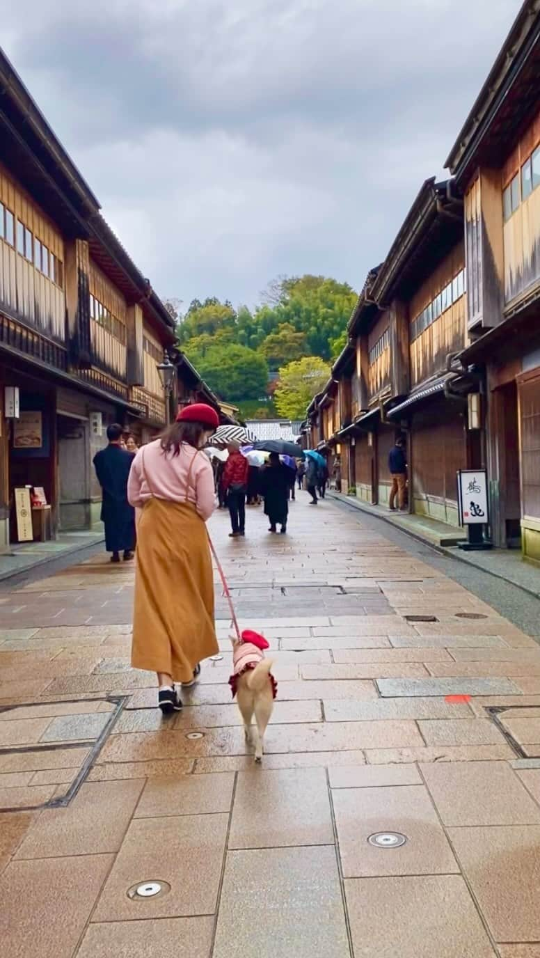 柴犬 けんしろう ゆりあのインスタグラム：「🐶🏯🍁  秋の金沢をぶらゆりあ🐾  #東茶屋街 #主計町 #長町武家屋敷跡 #いしかわ四校記念公園 #本多の森公園　 #金沢城」