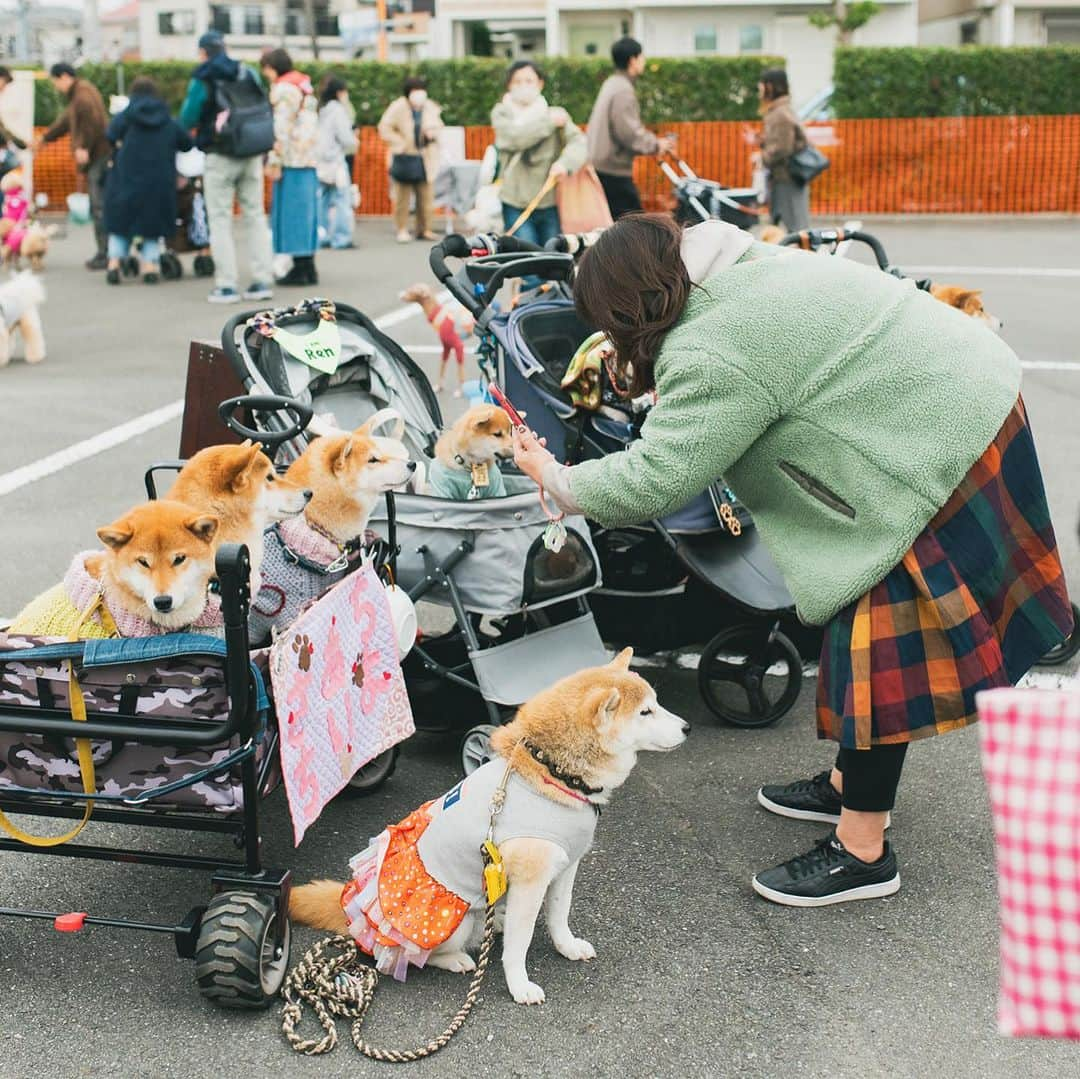 甲斐麻美さんのインスタグラム写真 - (甲斐麻美Instagram)「・ @イオンモールむさし村山で開催した  いぬのおまつりの写真が届きました☺💓  ワンコもご家族も 会場にいるみんなが嬉しそう❣️ 幸せな瞬間が切り取られていて 何度見ても、心が温かくなります💓  こんな幸せ時間が つい一週間前の出来事だなんて。  むさし村山のお写真、またアップしますね！  special thanks to @kaedesign2018 📷  3月に開催するいぬのおまつりでは、 ただ今、出店者様を募集中です。 間もなく〆切！ わたし達と一緒に、 いぬファーストの空間を作りませんか？🙌✨  詳細はこちら↓↓↓  \\ いぬのおまつり 　2024年3/2(土),3(日)＠まつばら綾瀬川公園 　　　　　出店募集まもなく〆切 // 　　　（～11/20(月)〆切)  締め切りは、11/20(月)23:59です！  ワンちゃんもワンちゃん家族も、 みんなが楽しくハッピーで 心地いいイベントになるために、 わたし達と一緒に ”いぬのおまつり ”を 盛り上げてくれる『いぬLOVE💗』な 出店者様をお待ちしています🐾  初めての場所で、 大きな空間で開催なのでわたしたちもドキドキ🐶🤭💓  ぜひ一緒に盛り上げて下さい！  心地のいい春の公園で、 たくさんの笑顔を作りましょう🐕‍🦺💕🌝  出店者さんの募集は、まもなく〆切！  @inuto_watashi ↑をフォローの上、  いぬとわたしホームページへ。 → https://inutowatashi.wixsite.com/home  プロフィール欄からどうぞ🐶✨  出店要項（規約）をご確認のうえ、 ご応募ください。🥰 (※応募者が多数の場合は選考になります) (※期日内は申込みフォームの修正も可能です)  運営team一同、 素敵な出店者様との 出逢いを心から楽しみにしています💛  よろしくお願いします♩  ============  いぬのおまつり ============  ■日時：2024年3月2日(土)・3(日) 10:00～16:00 ※雨天中止 場所：まつばら綾瀬川公園(旧綾瀬川左岸広場) 東武スカイツリーライン獨協大学前駅東口 徒歩約8分  #いぬのおまつり　 #埼玉県 #草加市 #草加グルメ #草加最高 #松並木 #イベント運営 #いぬとわたし #犬との暮らし #犬ファースト #犬好きさんと繋がりたい #犬がいないと生きていけません #犬好き #犬のイベント #犬イベント #犬とお出かけ #いぬすたぐらむ #いぬのおまつり #いぬとわたし #犬イベント #犬の日 #出店者募集 #犬すきさんと繋がりたい #犬との暮らしを楽しむ #募集 #犬ばか」11月19日 20時31分 - inuto_watashi