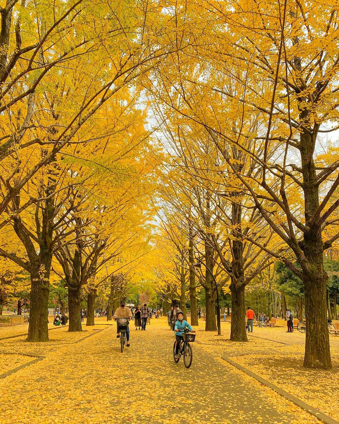 めいさんのインスタグラム写真 - (めいInstagram)「🇯🇵Japan 全世界はあなたのものになってもいい あなただけは私のものだよ ・ ・ 全世界都可以是你的 而你是我的 ・　 ・ ・ ・  —  #instapic#日本#紅葉#寫真#portrait#사진#イチョウ#光が丘#커피#ポートレート#japanesegirl#写真集#japan#photo_jpn#光が丘公園#섹시#photo#写真部#フォロー#撮影#model#view#イチョウ並木#tokyo#follow#秋」11月19日 20時37分 - meitienlin1125