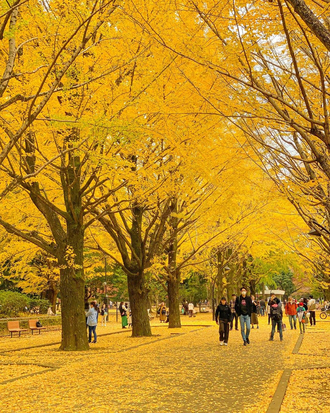 めいさんのインスタグラム写真 - (めいInstagram)「🇯🇵Japan 全世界はあなたのものになってもいい あなただけは私のものだよ ・ ・ 全世界都可以是你的 而你是我的 ・　 ・ ・ ・  —  #instapic#日本#紅葉#寫真#portrait#사진#イチョウ#光が丘#커피#ポートレート#japanesegirl#写真集#japan#photo_jpn#光が丘公園#섹시#photo#写真部#フォロー#撮影#model#view#イチョウ並木#tokyo#follow#秋」11月19日 20時37分 - meitienlin1125