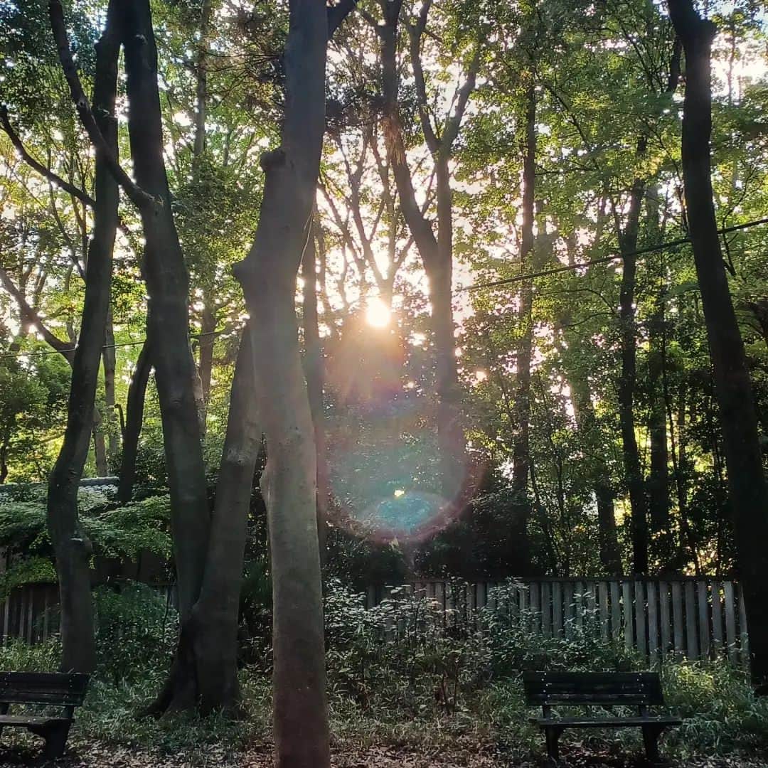 須藤美樹さんのインスタグラム写真 - (須藤美樹Instagram)「むすひツアー三ヵ所目は石神井公園⭐ここは私の大好きな弁天様のご縁があったのですが、なかなか挨拶来れずにいたので本当に来れてうれしい🎵😍🎵  ここは東京か❓‼️と思うような自然に触れあえる場所で時を忘れてしまうくらいの空間でした✨  夕日と、風と、池の波紋がとっても気持ちよくて❇️  この頃になるとみんなとすっかり打ち解けてお別れが寂しくなっゃうくらい仲良しに😃🍒😃  あまりにも濃い一日でした♥️  時間の東京むすひツアーは1月14日みたいです🌟私はもう参加予定💡  一緒に参加されたいかた是非💞  #石神井公園 #弁天様 #ミシャクジ #むすひ #ツアー #自然」11月19日 20時43分 - odorukaiunshi