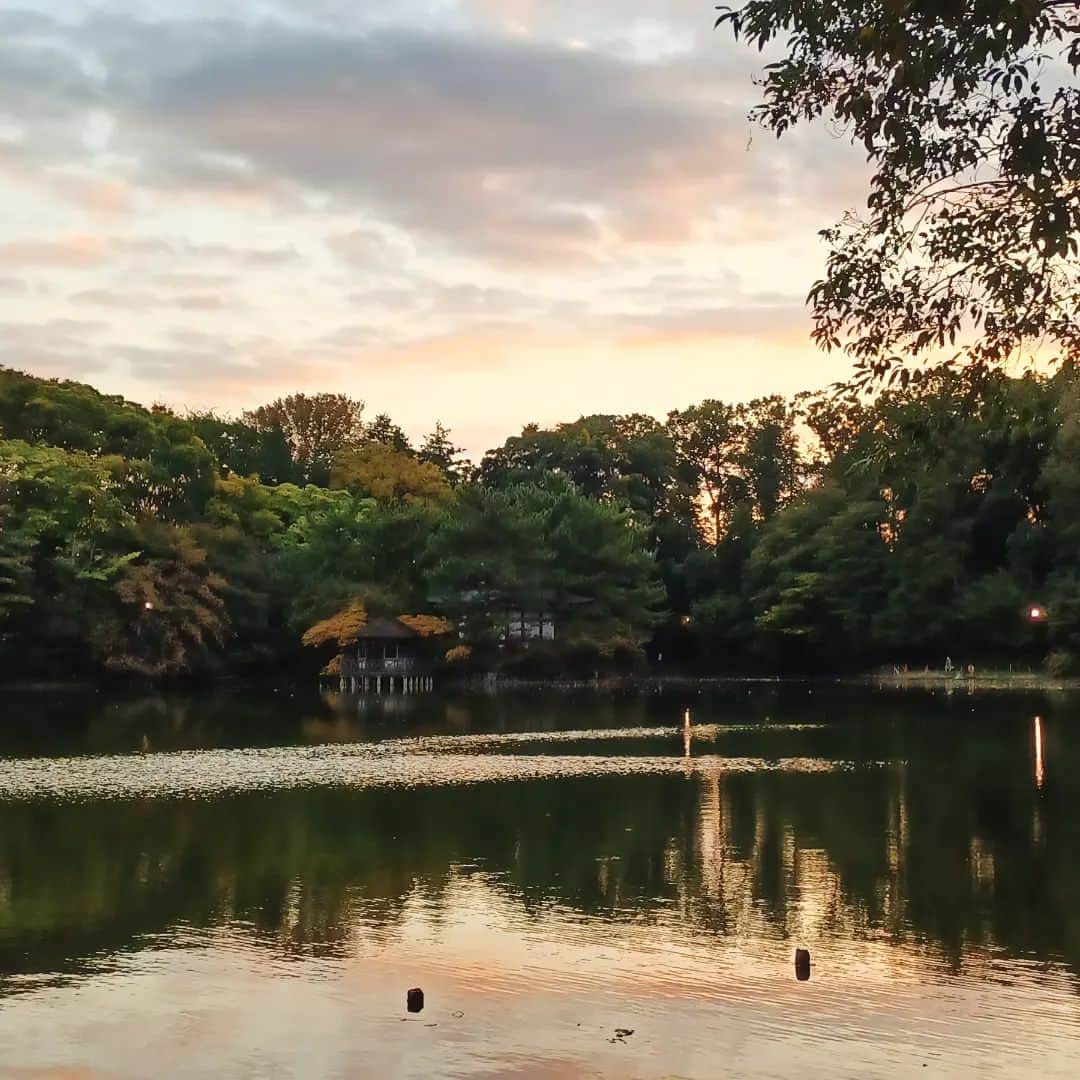 須藤美樹さんのインスタグラム写真 - (須藤美樹Instagram)「むすひツアー三ヵ所目は石神井公園⭐ここは私の大好きな弁天様のご縁があったのですが、なかなか挨拶来れずにいたので本当に来れてうれしい🎵😍🎵  ここは東京か❓‼️と思うような自然に触れあえる場所で時を忘れてしまうくらいの空間でした✨  夕日と、風と、池の波紋がとっても気持ちよくて❇️  この頃になるとみんなとすっかり打ち解けてお別れが寂しくなっゃうくらい仲良しに😃🍒😃  あまりにも濃い一日でした♥️  時間の東京むすひツアーは1月14日みたいです🌟私はもう参加予定💡  一緒に参加されたいかた是非💞  #石神井公園 #弁天様 #ミシャクジ #むすひ #ツアー #自然」11月19日 20時43分 - odorukaiunshi