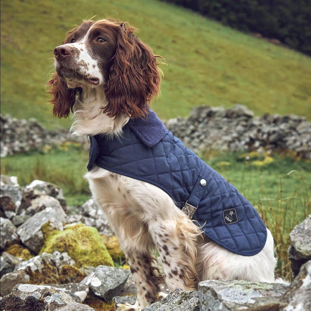 ハケットさんのインスタグラム写真 - (ハケットInstagram)「Discover our Hackett x Hugo & Hudson collection. Our new collaboration renders high-quality dog apparel and accessories designed in the UK to provide comfort and style to man’s best friend.  Extend your discerning style to your furry companions, while you keep your best friend warm and protected from the elements with our marine cable knit jumpers and quilted jackets.   Explore this limited edition range, now available online and at selected Hackett London stores.  #HowToHackett #HackettLondon」11月19日 20時48分 - hackettlondon