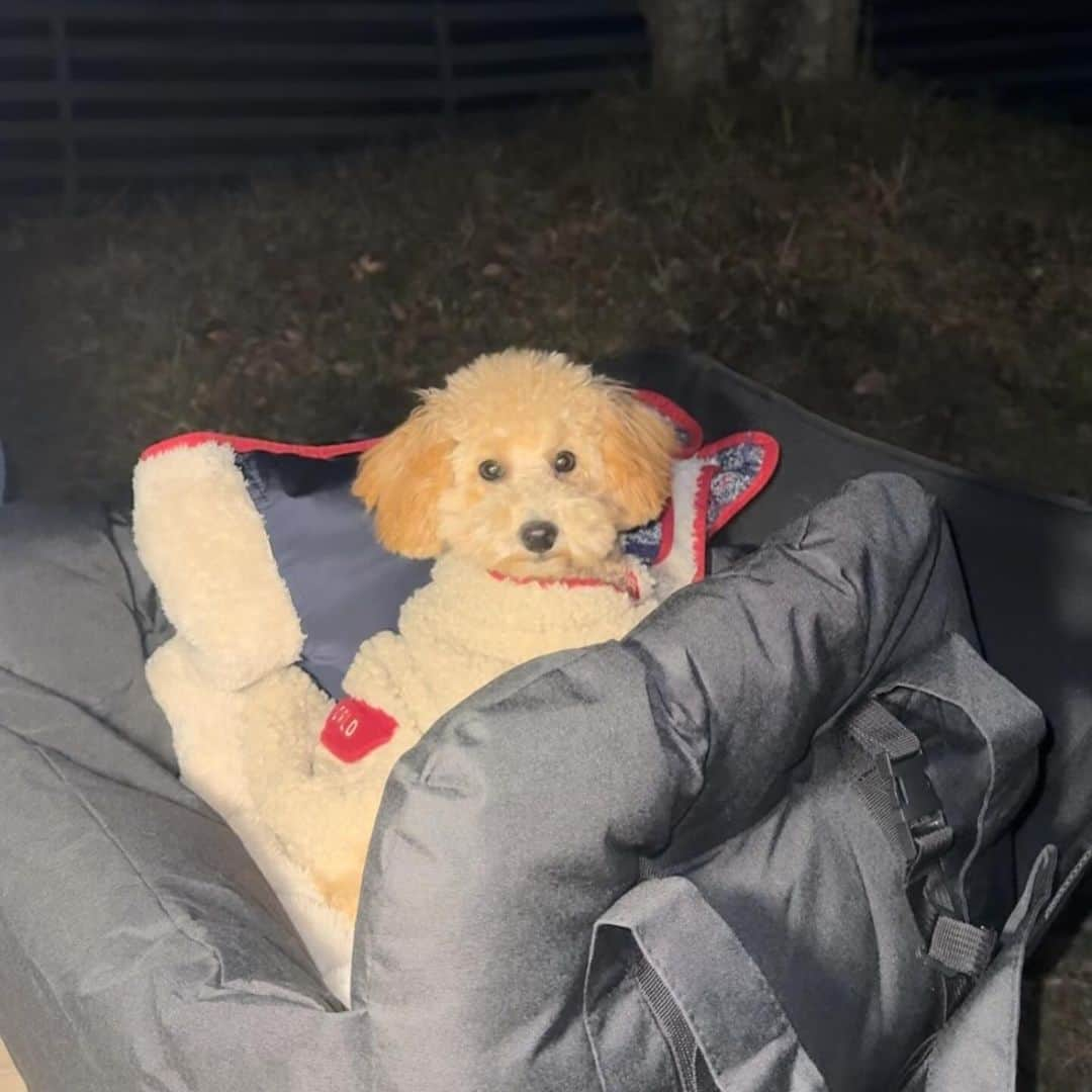 傳彩夏さんのインスタグラム写真 - (傳彩夏Instagram)「カメラフォルダBunnieばっかり🐶いとおし🤦🏻‍♀️❤️‍🔥  明日YouTubeあげます❄️」11月19日 20時57分 - denayaka