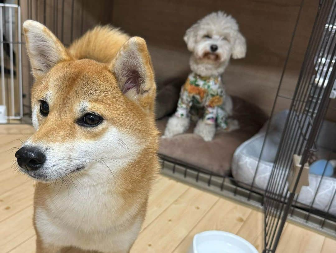 久保田磨希さんのインスタグラム写真 - (久保田磨希Instagram)「初めて犬のお友達・ラテ君が、お家に遊びにきてくれました。 しかも本日、初対面。 普段穏やかなそいちゃんですが、どうなるかな？と少し心配してましたが、いつも通りでした。 柴犬なのに、マルプーのラテちゃんとのボーンの取り合いに負けました🤣 可愛い2人にメロメロ😍 #久保田磨希 #柴犬 #豆柴 #マルプー @lattegram0323」11月19日 20時57分 - maki_kubota1973