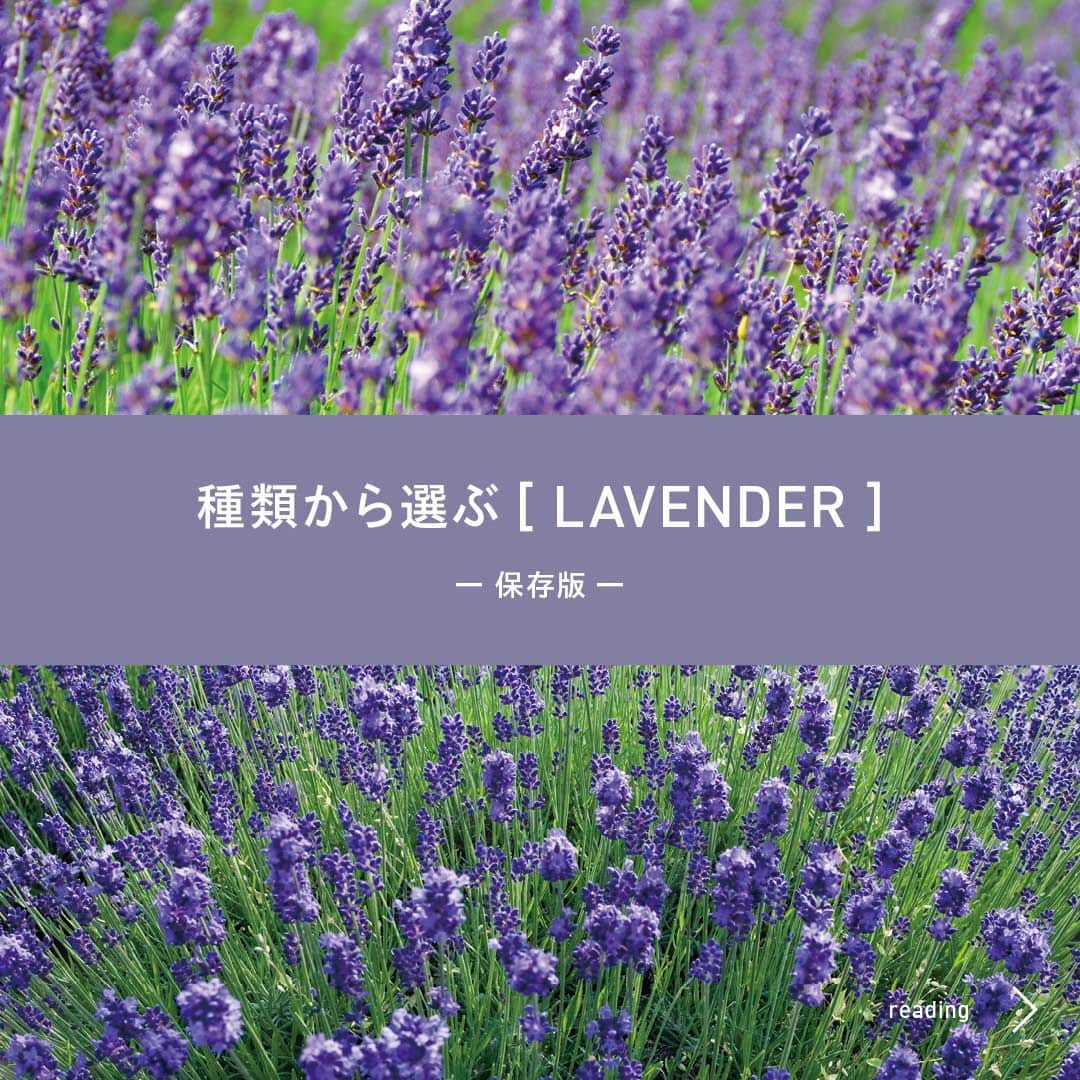 @aroma アットアロマさんのインスタグラム写真 - (@aroma アットアロマInstagram)「種類から選ぶ［LAVENDER］ 優しさの中に力強さを秘めた心地よい香りで、 多くの人から親しまれる万能オイルといわれています。 鎮静、抗菌、安眠など様々な機能を持ち、 特に緊張をほぐしてリラックスしたいときにおすすめです。  ▷その他の香りのシリーズはハイライト”種類から選ぶ”から @ataroma_official  ------------------------------------------------  Introduce our lavender-blended essential oils. Other Type: Please check our highlights. @ataroma_official  #ataroma #アットアロマ #ラベンダー #lavender」11月19日 21時00分 - ataroma_official