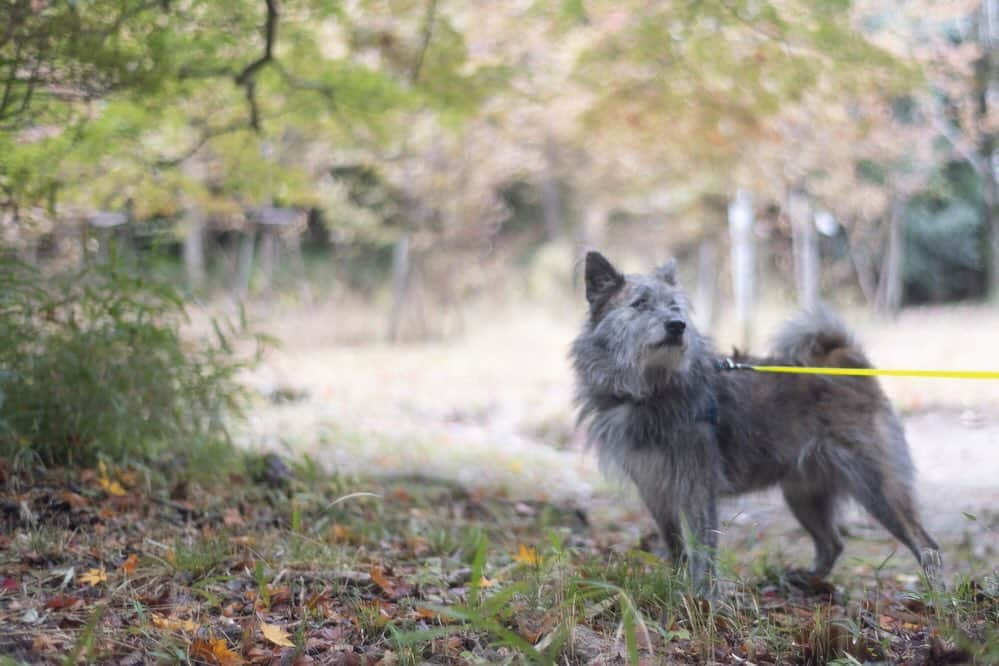 Naomiさんのインスタグラム写真 - (NaomiInstagram)「リアンとの散歩道。  #ycdなんくる倶楽部 #琉球犬mix #momiji #canonR5」11月19日 21時10分 - nao1223