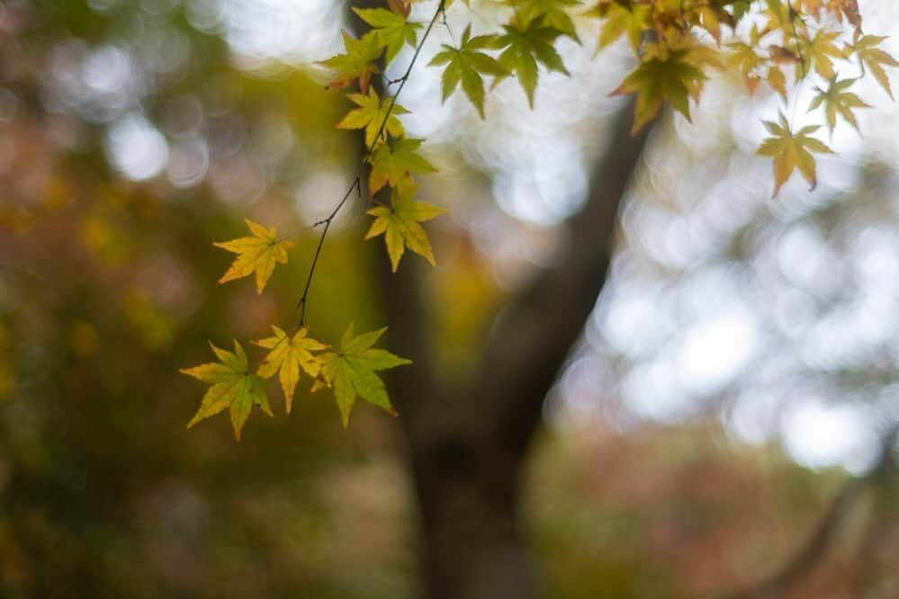 Naomiのインスタグラム：「リアンとの散歩道。  #ycdなんくる倶楽部 #琉球犬mix #momiji #canonR5」