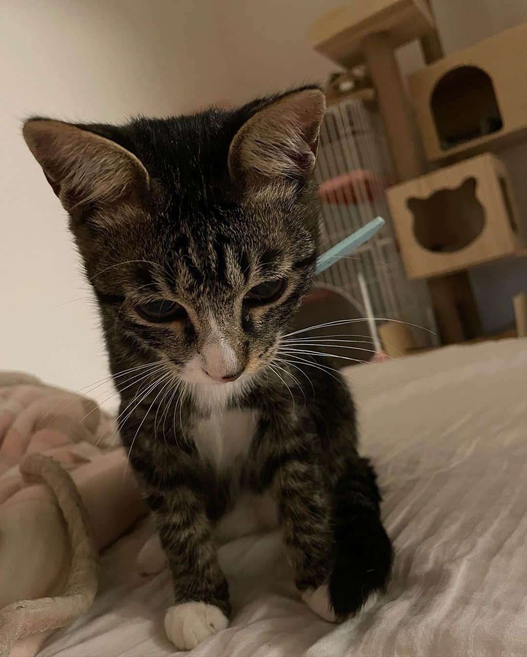 紗々木りんさんのインスタグラム写真 - (紗々木りんInstagram)「🐈🐈‍⬛🩵  最近のかわいい詰め合わせ.*꒰ᐢɞ̴̶̷ ·̫ ɞ̴̶̷ᐢ꒱っ◝💗  寒くなったからか ふたりでくっつくことが増えたよ🩵🩵  ジュリアンは四六時中 オモチャで遊んで遊んでアピールがすごくて りんちゃん寝不足ᐡ= ̫ =ᐡ💭  ×××  #cat #catsofinstagram #catstagram  #catlife #catlover #cats_of_instagram  #ねこ #ねこすたぐらむ #ねこのいる生活  #ねこ部 #猫 #猫好き #猫好きさんと繋がりたい」11月19日 21時20分 - rinn_sh_