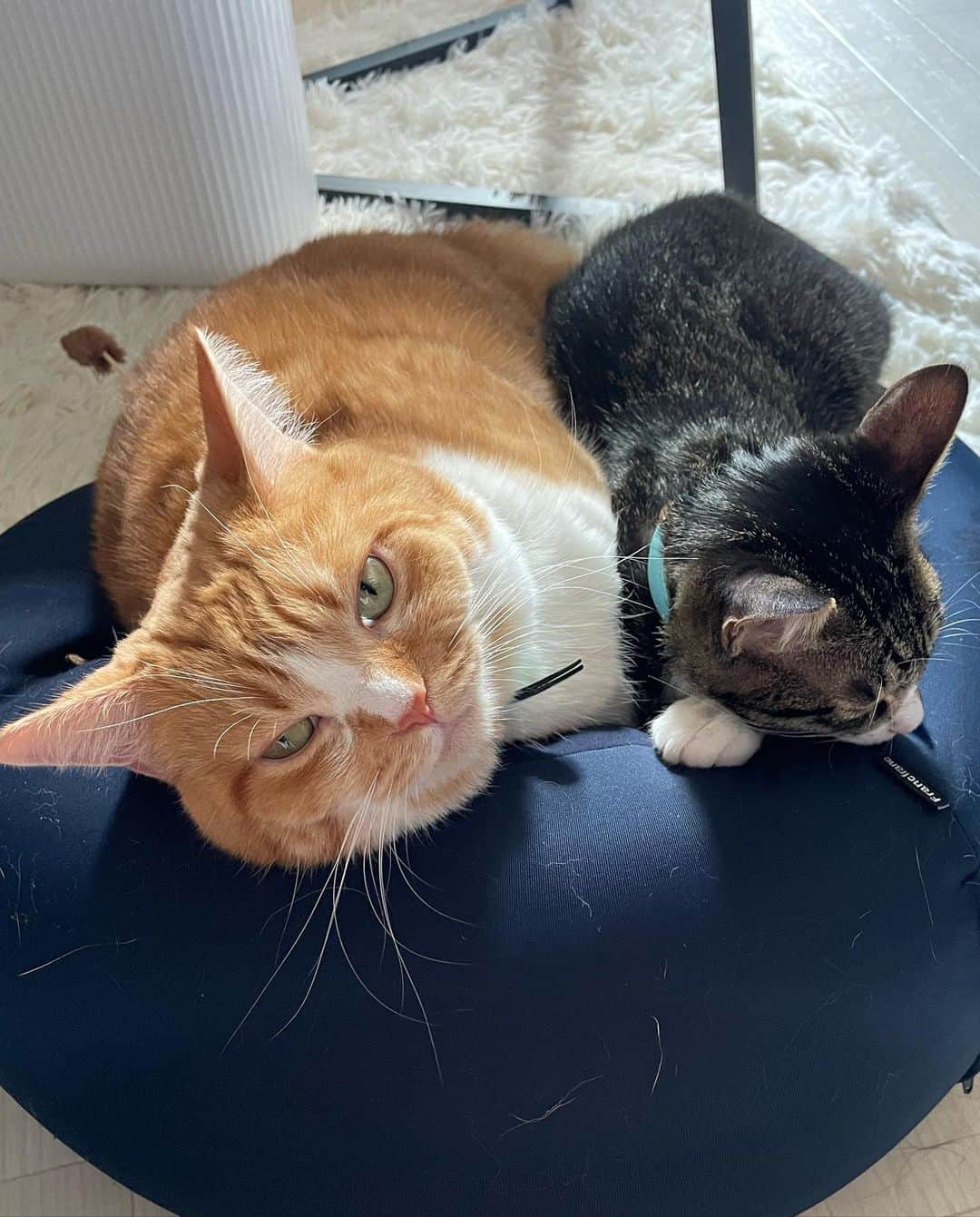 紗々木りんさんのインスタグラム写真 - (紗々木りんInstagram)「🐈🐈‍⬛🩵  最近のかわいい詰め合わせ.*꒰ᐢɞ̴̶̷ ·̫ ɞ̴̶̷ᐢ꒱っ◝💗  寒くなったからか ふたりでくっつくことが増えたよ🩵🩵  ジュリアンは四六時中 オモチャで遊んで遊んでアピールがすごくて りんちゃん寝不足ᐡ= ̫ =ᐡ💭  ×××  #cat #catsofinstagram #catstagram  #catlife #catlover #cats_of_instagram  #ねこ #ねこすたぐらむ #ねこのいる生活  #ねこ部 #猫 #猫好き #猫好きさんと繋がりたい」11月19日 21時20分 - rinn_sh_