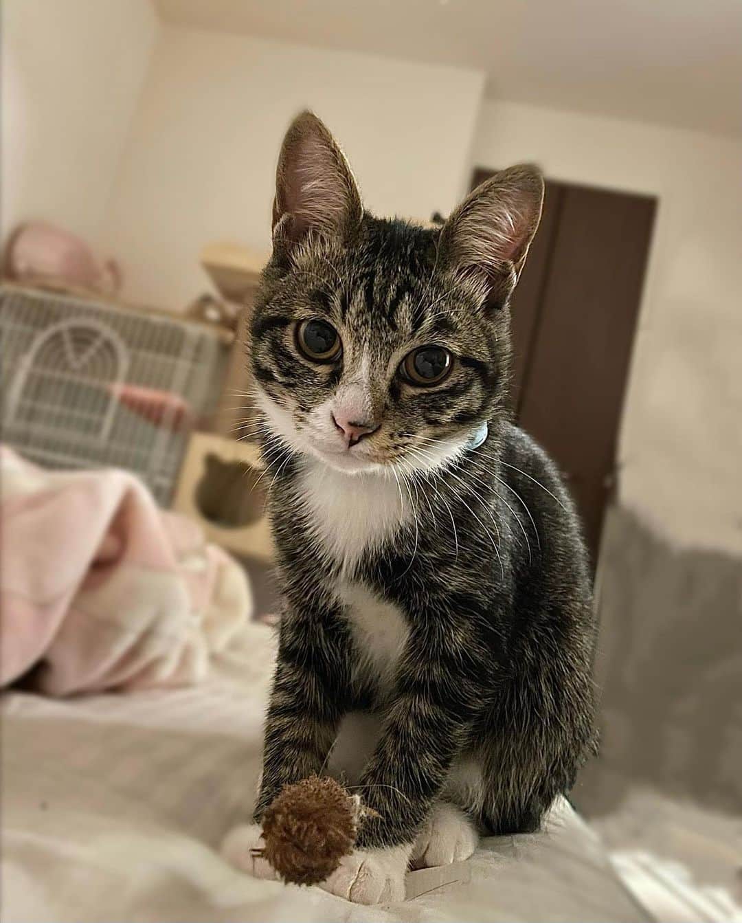 紗々木りんさんのインスタグラム写真 - (紗々木りんInstagram)「🐈🐈‍⬛🩵  最近のかわいい詰め合わせ.*꒰ᐢɞ̴̶̷ ·̫ ɞ̴̶̷ᐢ꒱っ◝💗  寒くなったからか ふたりでくっつくことが増えたよ🩵🩵  ジュリアンは四六時中 オモチャで遊んで遊んでアピールがすごくて りんちゃん寝不足ᐡ= ̫ =ᐡ💭  ×××  #cat #catsofinstagram #catstagram  #catlife #catlover #cats_of_instagram  #ねこ #ねこすたぐらむ #ねこのいる生活  #ねこ部 #猫 #猫好き #猫好きさんと繋がりたい」11月19日 21時20分 - rinn_sh_