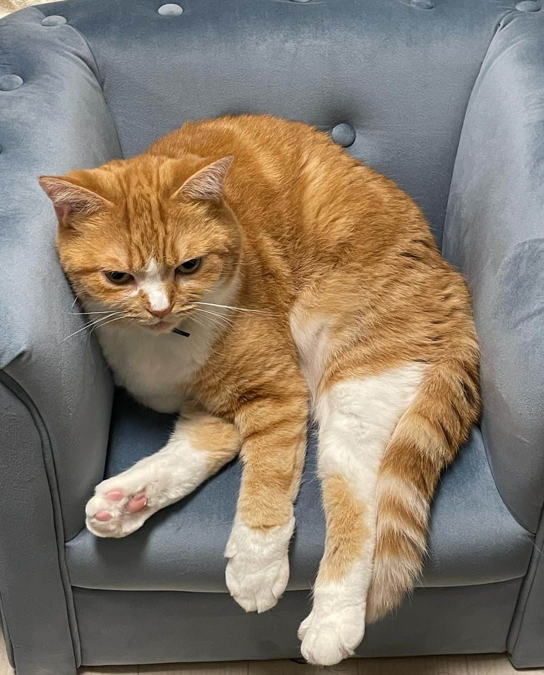 紗々木りんさんのインスタグラム写真 - (紗々木りんInstagram)「🐈🐈‍⬛🩵  最近のかわいい詰め合わせ.*꒰ᐢɞ̴̶̷ ·̫ ɞ̴̶̷ᐢ꒱っ◝💗  寒くなったからか ふたりでくっつくことが増えたよ🩵🩵  ジュリアンは四六時中 オモチャで遊んで遊んでアピールがすごくて りんちゃん寝不足ᐡ= ̫ =ᐡ💭  ×××  #cat #catsofinstagram #catstagram  #catlife #catlover #cats_of_instagram  #ねこ #ねこすたぐらむ #ねこのいる生活  #ねこ部 #猫 #猫好き #猫好きさんと繋がりたい」11月19日 21時20分 - rinn_sh_