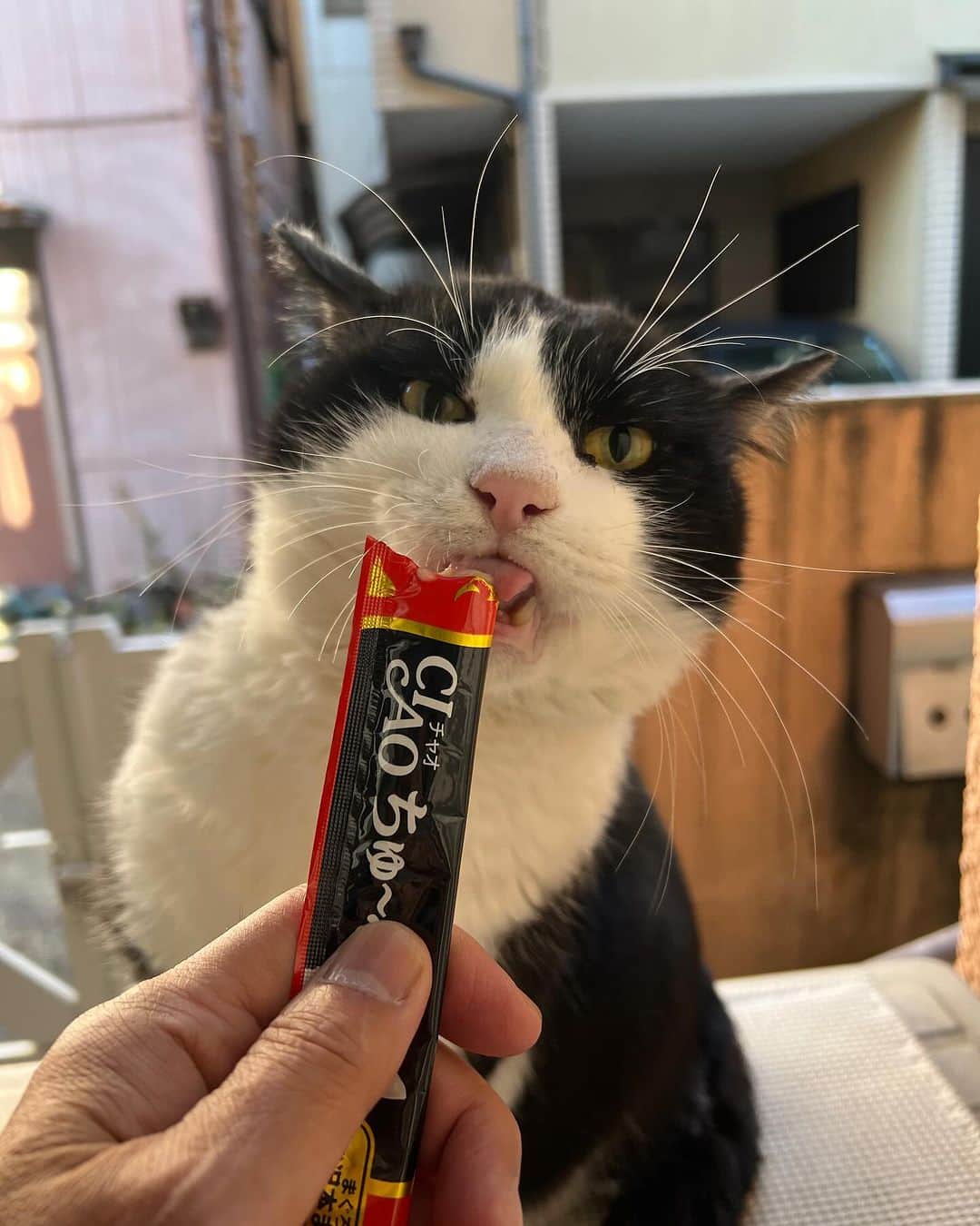 Kachimo Yoshimatsuのインスタグラム：「おはようイカスミ Good Morning IKASUMI 今朝も窓開けて、室外機の上でちゅーる＆ご飯｡ しかし、白い胸毛、真っ白だね。 出入り自由なおうちでお世話になってるのかな？  眉毛が噴水⛲️のようだ。  #うちの猫ら #猫 #ikasumi #ねこ #ニャンスタグラム #にゃんすたぐらむ #ねこのきもち #cat #ネコ #catstagram #ネコ部 http://kachimo.exblog.jp」