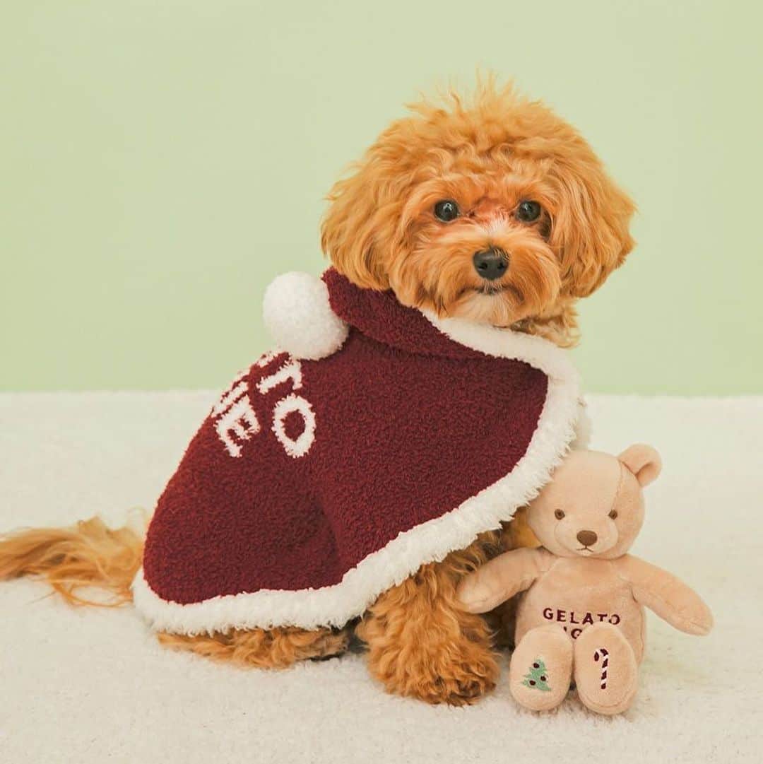 USAGI ONLINEさんのインスタグラム写真 - (USAGI ONLINEInstagram)「愛するペットと過ごすクリスマスシーズンを盛り上げるコレクション。🎄♥️♥️  愛犬＆愛猫がサンタさんになれちゃうベビモコ素材のケープが登場です!! ふわりと軽い'ベビモコ'素材が心地いい、気軽に着せられるケープタイプのサンタさんウェアです。🎅✨✨  #gelatopique #gelatopique_cat_dog #usagionline #ウサギオンライン #犬服  #ペットグッズ #dogwear #ドッグウェア #愛犬グッズ」11月19日 12時40分 - usagionline