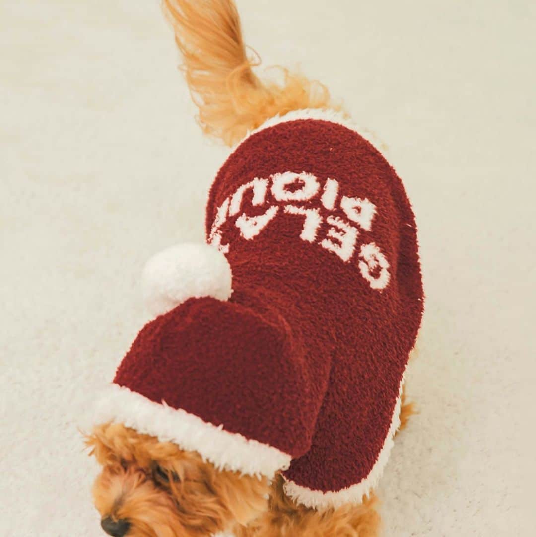 USAGI ONLINEさんのインスタグラム写真 - (USAGI ONLINEInstagram)「愛するペットと過ごすクリスマスシーズンを盛り上げるコレクション。🎄♥️♥️  愛犬＆愛猫がサンタさんになれちゃうベビモコ素材のケープが登場です!! ふわりと軽い'ベビモコ'素材が心地いい、気軽に着せられるケープタイプのサンタさんウェアです。🎅✨✨  #gelatopique #gelatopique_cat_dog #usagionline #ウサギオンライン #犬服  #ペットグッズ #dogwear #ドッグウェア #愛犬グッズ」11月19日 12時40分 - usagionline