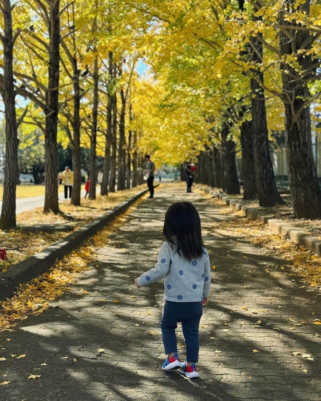 野崎玲欧奈のインスタグラム：「🍁🍂🍁  Sunny Sunday  紅葉がキレイな季節になりましたね〜」