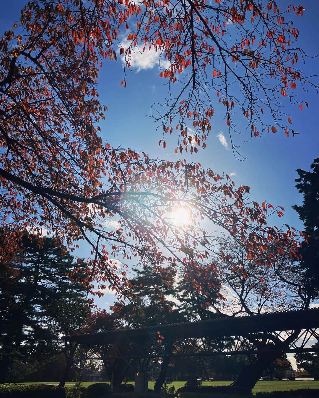 ナガイケジョーさんのインスタグラム写真 - (ナガイケジョーInstagram)「朝の仙台散歩🚶 とりあえず仙台駅を訪れて旅情を味わう。 街のあちこちから色づいた銀杏がこちらへどうぞと手招きするようで、冷たい風の中でもつい歩を進めたくなる。 結果辿り着いた榴岡公園、朝ランに励む人たちの流れに逆行した先に歴史民俗資料館。ちょうど開館する時間だったことに縁を感じてしまい、まんまと入館。20分ほど仙台の街の歴史＆文化のよりディープなとこに触れる。 そもそもこの場所一帯がかつて軍都と呼ばれた街の名残、公園内にひっそり佇む慰霊碑の横を通り過ぎるとき、茂みの中からカラスにちょっかいを出されたらしいキツネが飛び出してきて一瞬目を疑う🦊仙台ではよくある光景なのでしょうか？ すぐ隣りにあった榴岡天満宮にて旅の安全＆日々の健康ひいては世界平和までを幅広く祈願する。 境内には江戸時代頃からあるらしい歌碑も点在していて、これまたあと2時間は欲しい仙台散歩でありました🚶‍♂️  #仙台散歩 #榴岡公園」11月19日 14時02分 - joenagaike