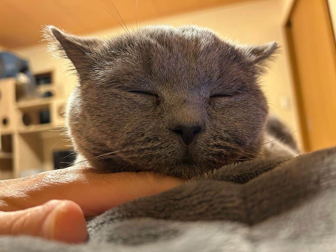 KAORUさんのインスタグラム写真 - (KAORUInstagram)「よく食べてよく寝て お腹の上で #フミフミ して☺️  今日は暖かいね☀️  #諭吉と幸来 #ゆきさく #猫のいる暮らし」11月19日 13時56分 - yukisaku_88