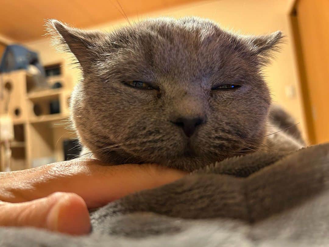 KAORUさんのインスタグラム写真 - (KAORUInstagram)「よく食べてよく寝て お腹の上で #フミフミ して☺️  今日は暖かいね☀️  #諭吉と幸来 #ゆきさく #猫のいる暮らし」11月19日 13時56分 - yukisaku_88