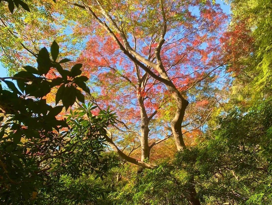 速水里彩さんのインスタグラム写真 - (速水里彩Instagram)「ずっと行きたかった瑠璃光院🍁 紅葉は少し早かったけど 空気が澄んでいてとっても穏やかでした。 平日に行けたのもあって 観光客も少なく、ゆっくりできました  ちょうど今週あたり、見頃なのかなぁ〜🍁  #瑠璃光院 #京都 #紅葉 #東海テレビ　#速水里彩」11月19日 14時30分 - hayami.risa