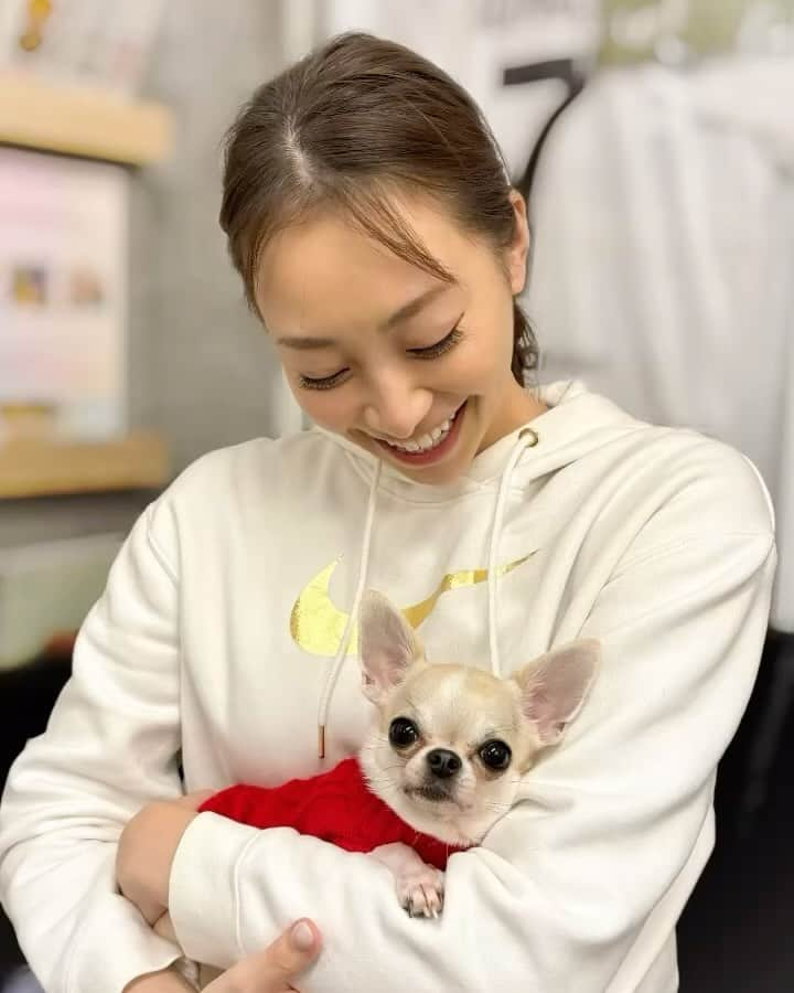 中村果生莉のインスタグラム：「🩷 . . 月1ビアビア🥰  今月はクリスマス仕様だったよ🎅  身体のケアしに行ってるのか、ビアちゃんに会いに行ってるのか分からなくなってきた🥹🙌  とりあえずトータルケア😘  来月は何ビアかなぁ？🐕💕 . . #チワワ #セラピー犬 #看板犬」