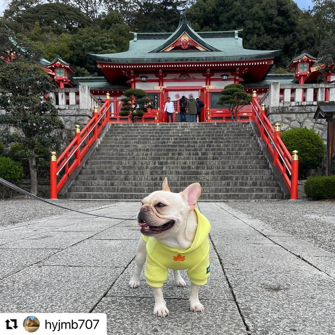 Caluluのインスタグラム：「LOGOSのモンスターパーカーを着てくださいました💛  お出かけ楽しそうですね🐾  明るいイエローカラーでどこにいても目立っていて可愛いです🌟  これからも沢山着てお出かけ楽しんでくださいね😍  #Repost @hyjmb707 with @use.repost ・・・ 足利 #織姫神社 ⛩️  約8キロのミルクを担いで229段の階段登り😮‍💨 最後の約10段は自力で登ってもらいました🐖  #フレンチブルドッグ #フレンチブルドッグクリーム #フレブル #フレブルクリーム #ふれぶる好きと繋がりたい #ふれぶるのいる暮らし #ふれぶる部  #いぬすたぐらむ #frenchbulldog #法国斗牛犬 #ブヒブヒ倶楽部公式 @buhibuhi_official @calulu_dogwear #カルル #カルルドッグウェア #カルルわんこの会 #logos #logos犬服 #オシャレわんこ #お出かけわんこ #わんことお出かけ」