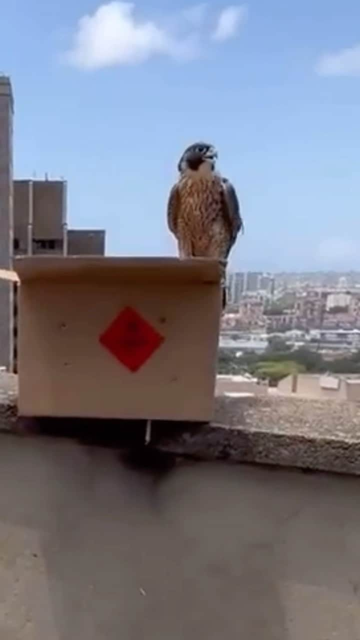 タロンガ動物園のインスタグラム：「Safe city soaring 👋🦅  These two Peregrine falcons recently set flight again after a short stint at our Taronga Wildlife Hospital. Whilst many would think the city is a harsh and sterile place for wildlife, Peregrine falcons around the world have been studied and data shows they are not only adpating but thriving in these urban cityscapes.   Thanks to our friends at @sydneyoperahouse who brought in one of these two patients ❤️‍🩹 Let’s hope we all see it soaring the sails for many years to come」