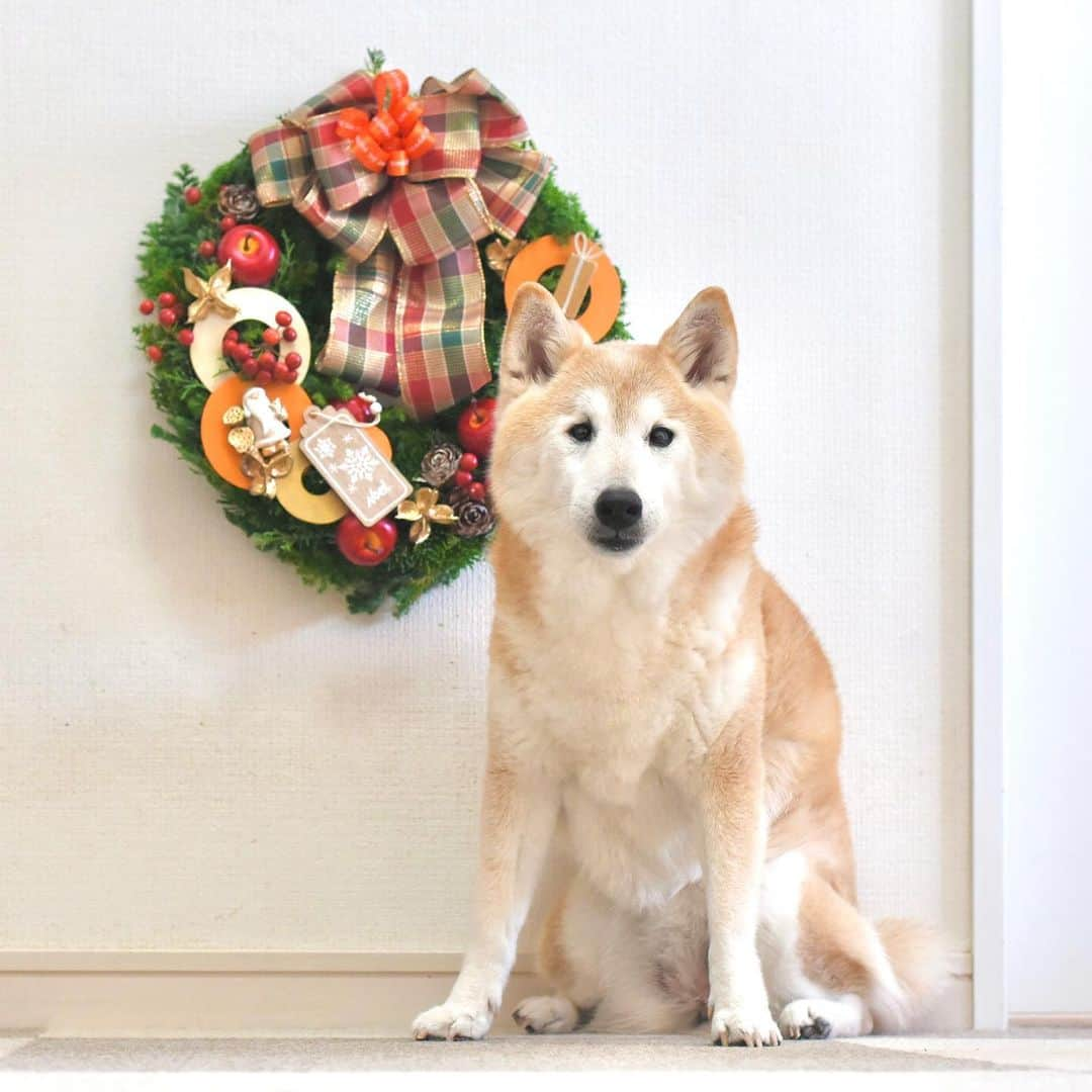 meekooさんのインスタグラム写真 - (meekooInstagram)「@f.kaori27 さんのクリスマス生リース🎅🏻 今年もこの香りを楽しむことができて嬉しいです🎄りんごとさんたが入っている世界に一つのリース。かおりさん、いつも感動をありがとうございます💕 #天才花屋」11月19日 15時51分 - meekoo