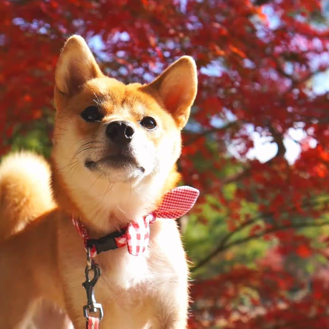 柴犬小春のインスタグラム：「紅葉🍁と柴犬 再度公園にて」