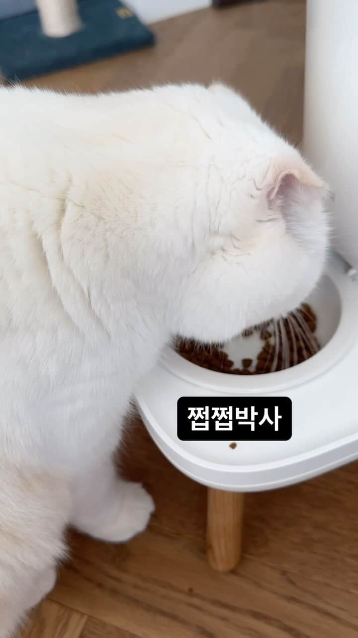 SoonMooのインスタグラム：「쩝쩝박사  #순무 #SoonMoo」