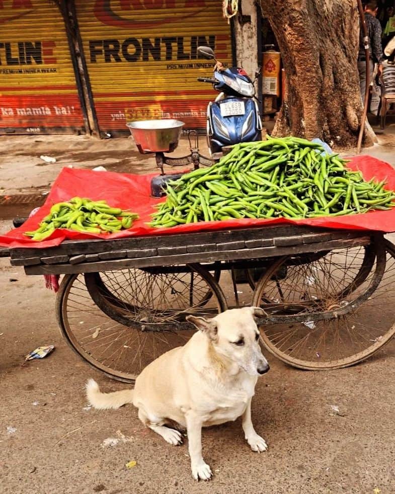 照英さんのインスタグラム写真 - (照英Instagram)「インドのワンちゃんカタログ❕  人間とワンちゃんが共存してるよ (　＾∀＾)❕  なぜだろう、子犬がいないなぁ～  #インド#犬#ワンちゃん#ワンちゃん大好き #野良犬#子犬」11月19日 16時48分 - shoei040404