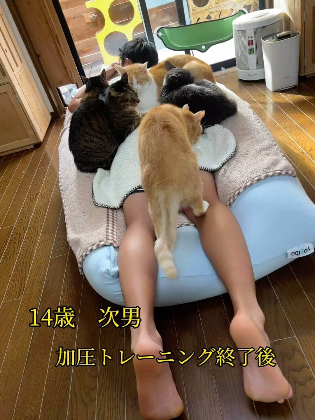 midoriのインスタグラム：「. . もう、猫も次男もどーにでもなれ状態💦💦. . . とにかくテスト勉強📖してくれ🙏🙏. . .  #ヨギボー #yogibo #ネコ#ねこのいる暮らし #保護猫と暮らす#ねこ#猫#ねこすたぐらむ #保護猫#三毛猫#キジトラ#きじとら猫 #キジトラ猫 #茶白 #茶白猫#グレー猫#ペコねこ部#癒しの時間 #猫動画#pecoねこ部 #pecotv #catstagram#cats_of_instagram#catsofinstagram#cat#bestmeow#9gag#NEKO#catsofinstagram」