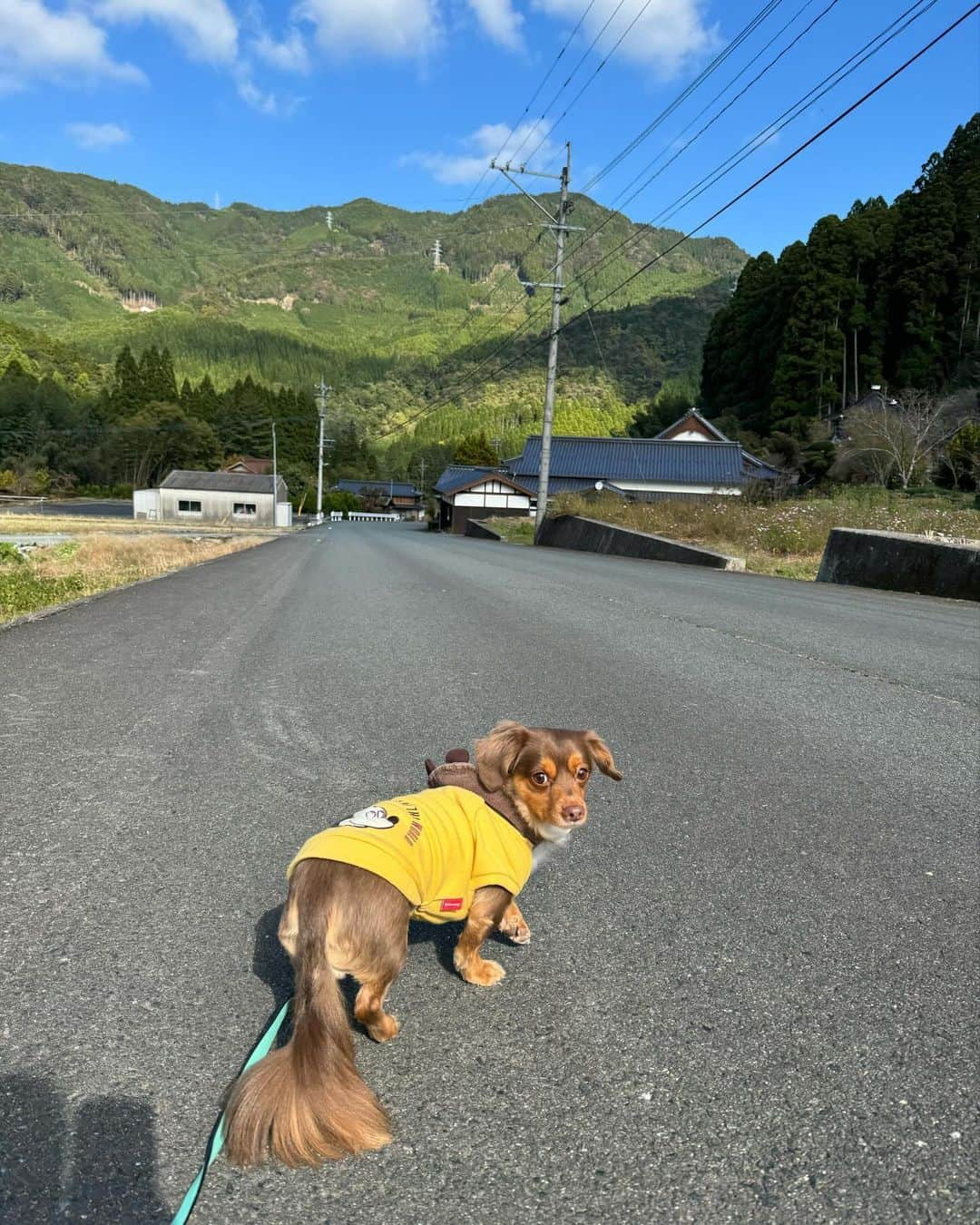 山口厚子さんのインスタグラム写真 - (山口厚子Instagram)「星野村でパナと散歩してきた🐶✨  #福岡県八女市  #星野村」11月19日 17時22分 - atu_yaman