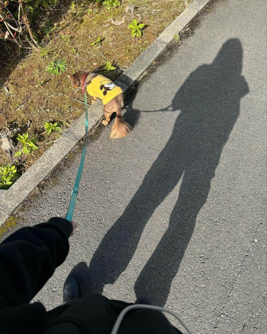 山口厚子さんのインスタグラム写真 - (山口厚子Instagram)「星野村でパナと散歩してきた🐶✨  #福岡県八女市  #星野村」11月19日 17時22分 - atu_yaman