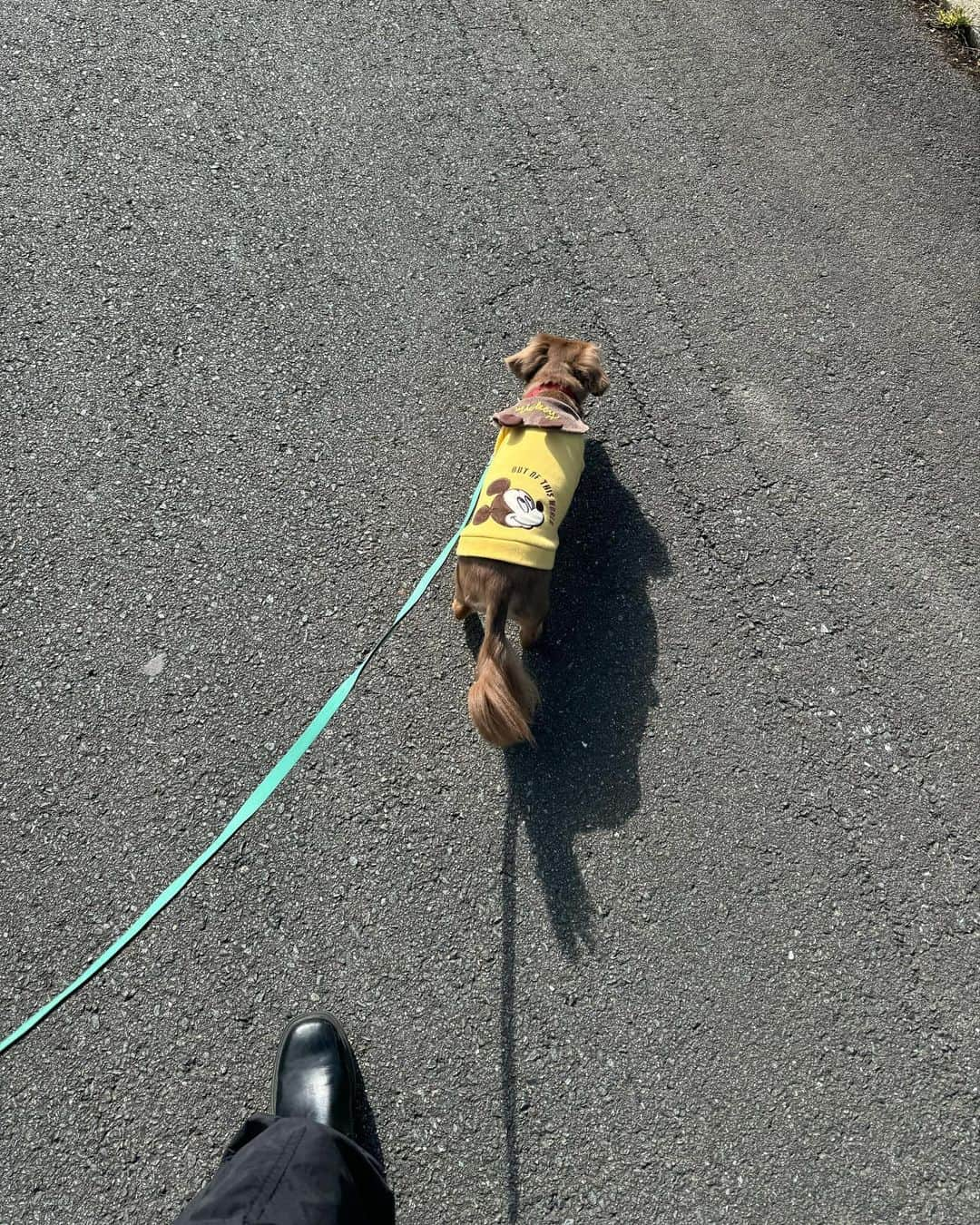 山口厚子さんのインスタグラム写真 - (山口厚子Instagram)「星野村でパナと散歩してきた🐶✨  #福岡県八女市  #星野村」11月19日 17時22分 - atu_yaman