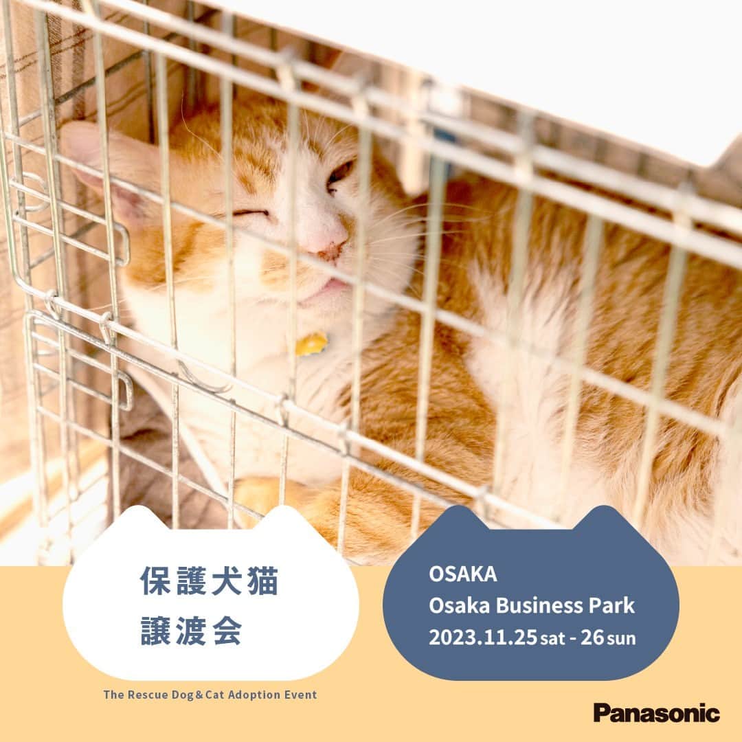 sippoさんのインスタグラム写真 - (sippoInstagram)「いよいよ11/25-26に大阪で初開催です。  猫さんも犬さんもたくさんご参加されます。見学のみも可能です💪  事前予約枠についても随時キャンセル対応しておりますので、申し込みページ、適宜ご確認いただけますと幸いです。  #パナソニック保護犬猫譲渡会　 #保護犬　＃保護猫  主催Panasonic、協力sippo  11月25日の事前予約枠はこちら↓ https://peatix.com/event/3723528  11月26日の事前予約枠はこちら↓ https://peatix.com/event/3723530」11月19日 17時17分 - sippo_official
