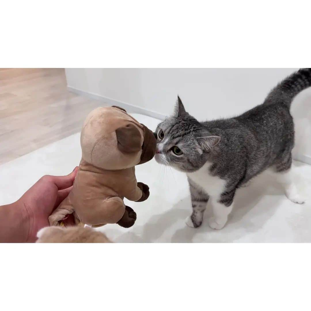 もちまるさんのインスタグラム写真 - (もちまるInstagram)「突然犬のぬいぐるみが喋りはじめたら猫たちがこうなっちゃいましたwww」11月19日 18時00分 - catmotimaru