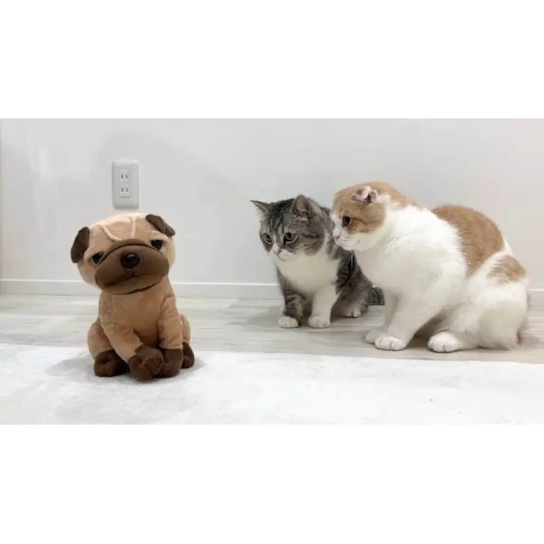 もちまるのインスタグラム：「突然犬のぬいぐるみが喋りはじめたら猫たちがこうなっちゃいましたwww」