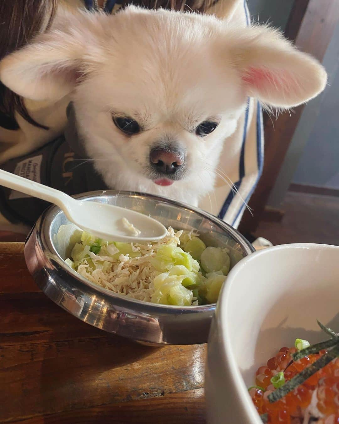 星奈あいのインスタグラム：「ゆあちとだいふくと ランチしてお散歩🐶🎶🎶  ドッグランはわんちゃんたくさんいて かわいかったし お家に帰れば猫様がいて ほわほわな気持ち〜✧  #わんことお出かけ  #星奈あい」