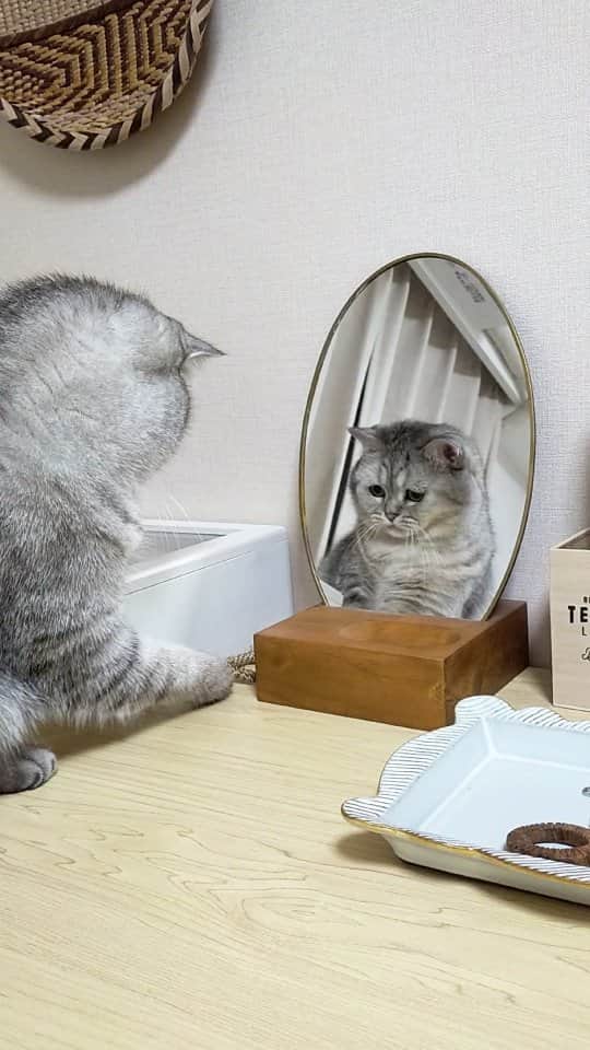 寅次郎（とらちゃん）のインスタグラム：「いつかのイタズラ小梅🐻‍❄️🐾 鏡に困り顔が写ってるよ🤭  #いたずら猫  #困り顔猫 #funnycats  #ミヌエット #meowd  #猫動画  #ペコねこ部」