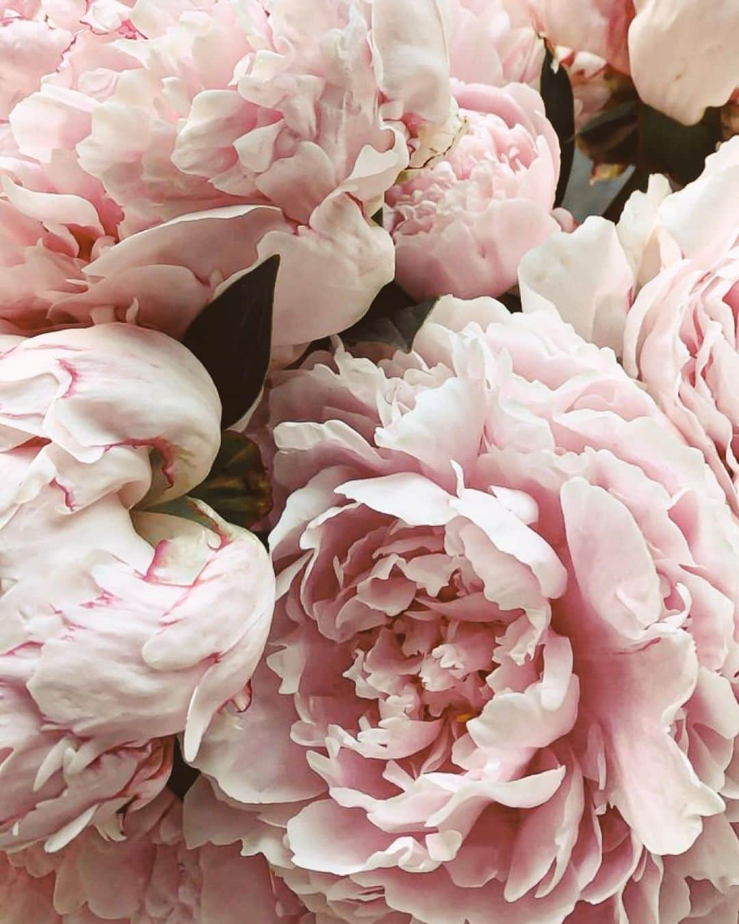 Yukicoのインスタグラム：「🍃🌸🍃🌸🍃  ————————————————————— 見てくださる方にプラスになる投稿をしていきます 是非いいね♡フォロー♡ よろしくお願いいたします𓅟 私の写真の編集については フォトレッスンでレクチャーをしています —————————————————————  #flowers#flowerpower#flowerphotography#flowerporn#flowerslovers#flowerstagram#bouquet#bouquets#btsarmy#jiminpen#btsjimin #ジミンペン🐥」