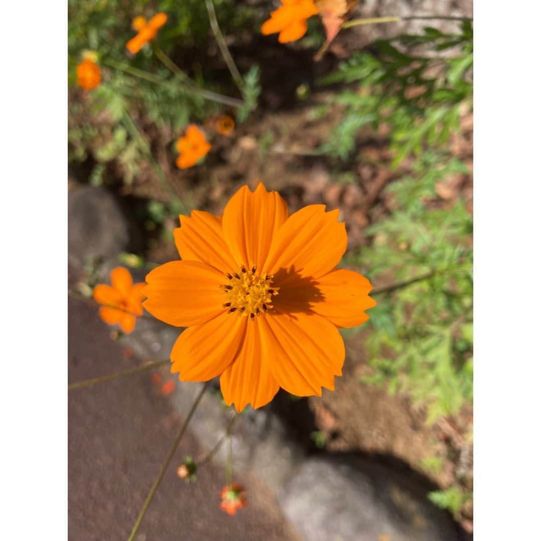 石橋静河さんのインスタグラム写真 - (石橋静河Instagram)「こころの窓」11月19日 18時24分 - shizuka_isbs