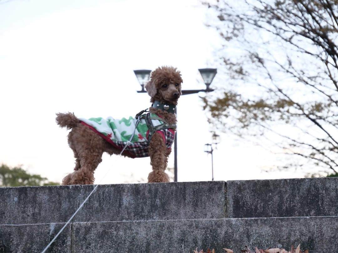 五味隆典さんのインスタグラム写真 - (五味隆典Instagram)「たっぷり散歩🐩 #poodle」11月19日 18時23分 - takanorigomi