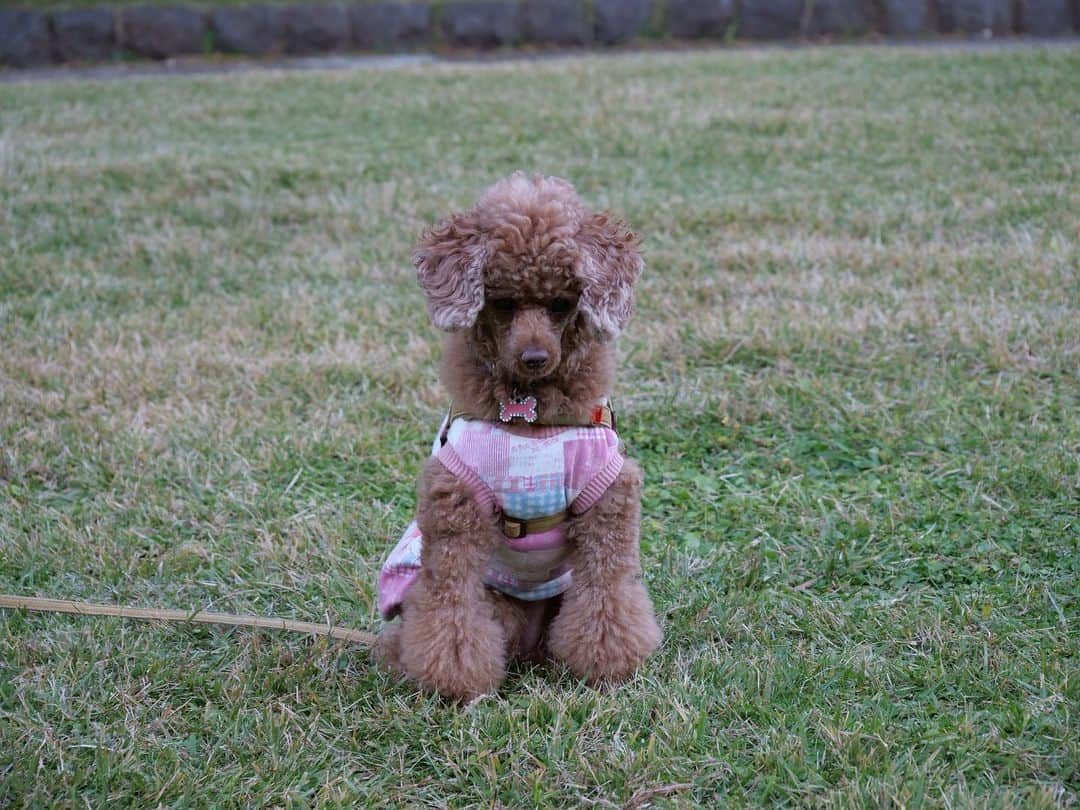 五味隆典さんのインスタグラム写真 - (五味隆典Instagram)「たっぷり散歩🐩 #poodle」11月19日 18時23分 - takanorigomi