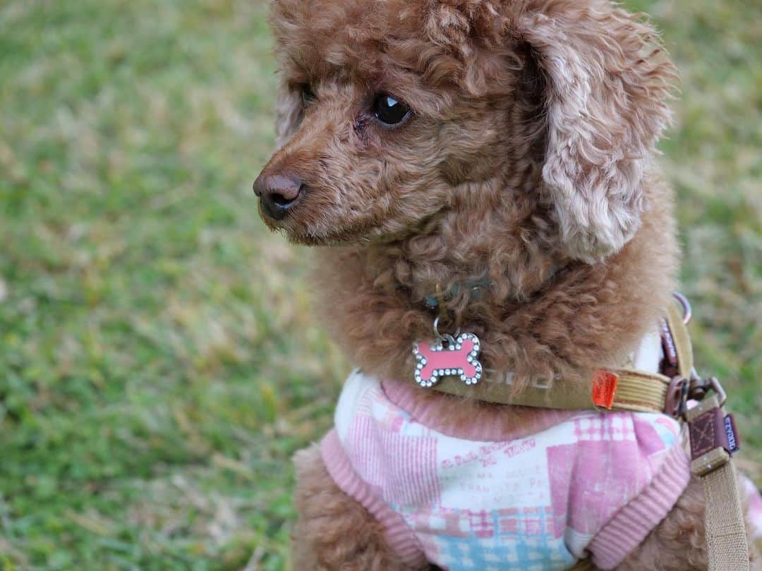五味隆典のインスタグラム：「たっぷり散歩🐩 #poodle」