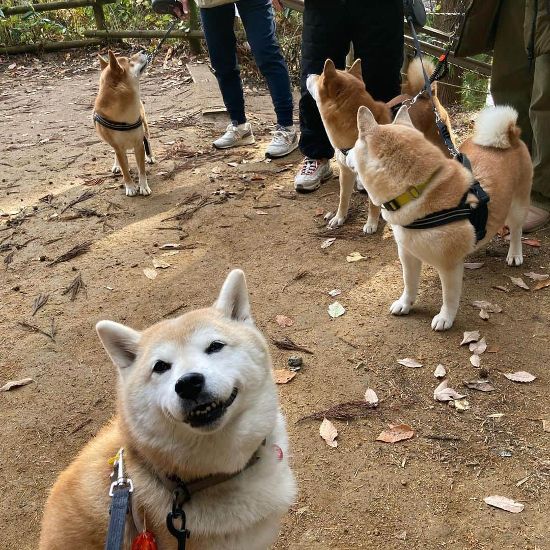 てんパパさんのインスタグラム写真 - (てんパパInstagram)「食べると10年長生きするという、会津の郷土料理"しんごろう"。 てんも少しいただきました。 ヒトはネギそばも食べました。 #しんごろう #じゅうねん味噌 #大内宿 #人が多くてびっくり」11月19日 18時23分 - tenchan.shiba